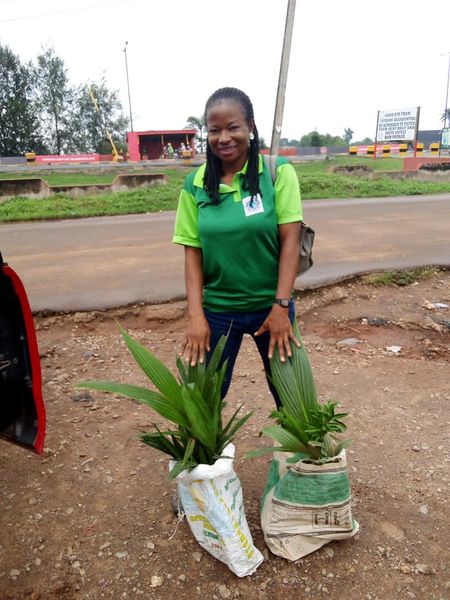 Plant coconut trees today